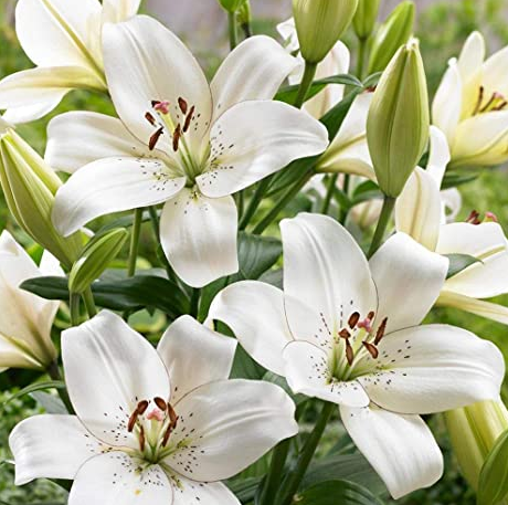 lilies